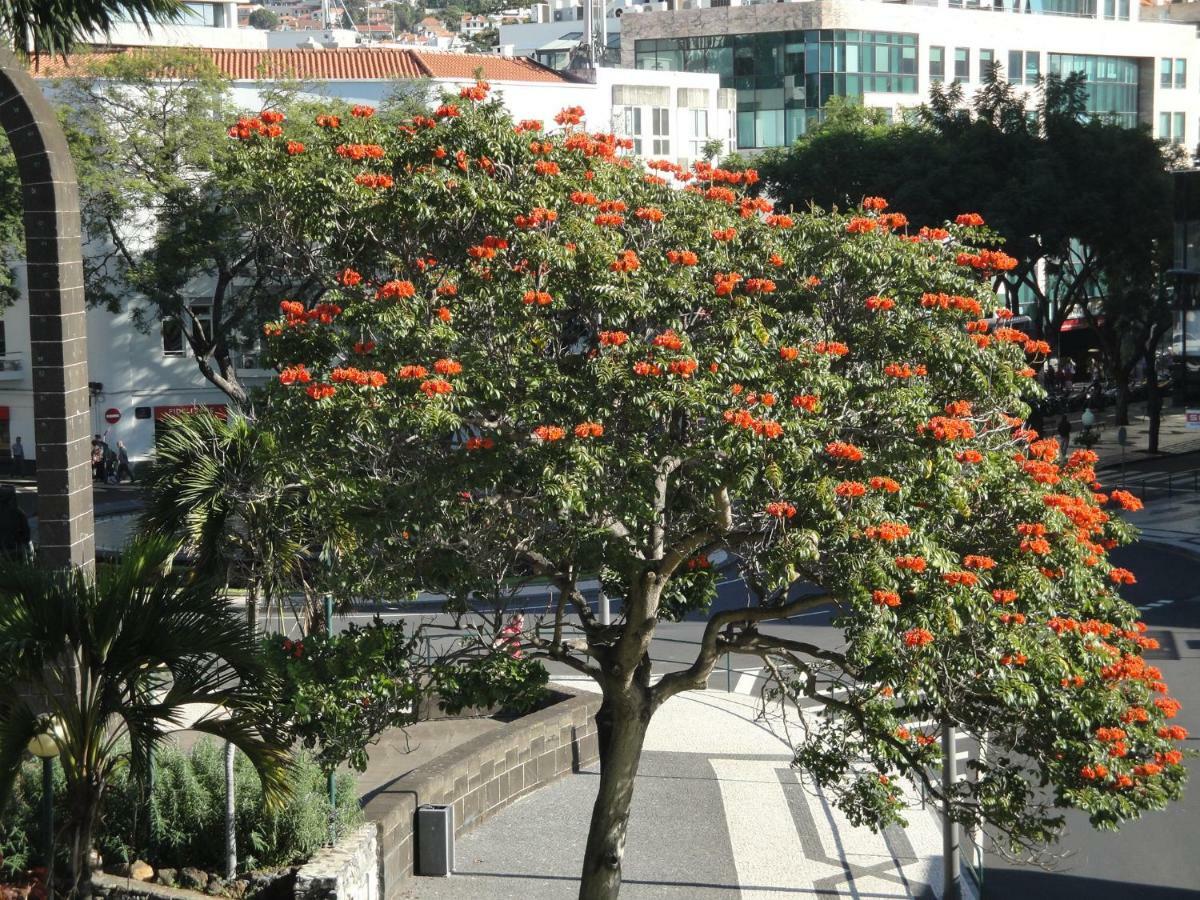 Villa Violeta House à Funchal  Extérieur photo